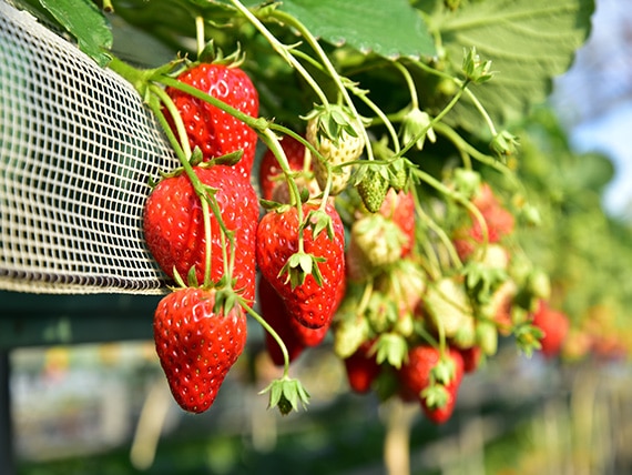 提供 （公社）千葉県観光物産協会