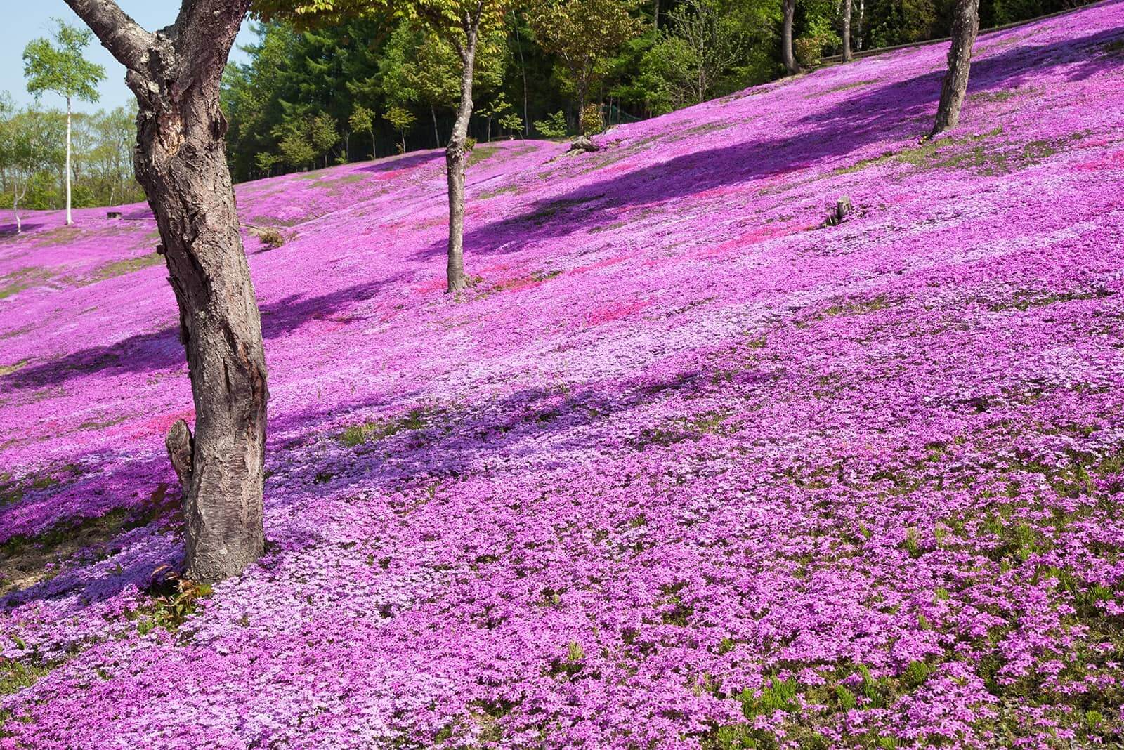(写真) 芝ざくら滝上公園 1