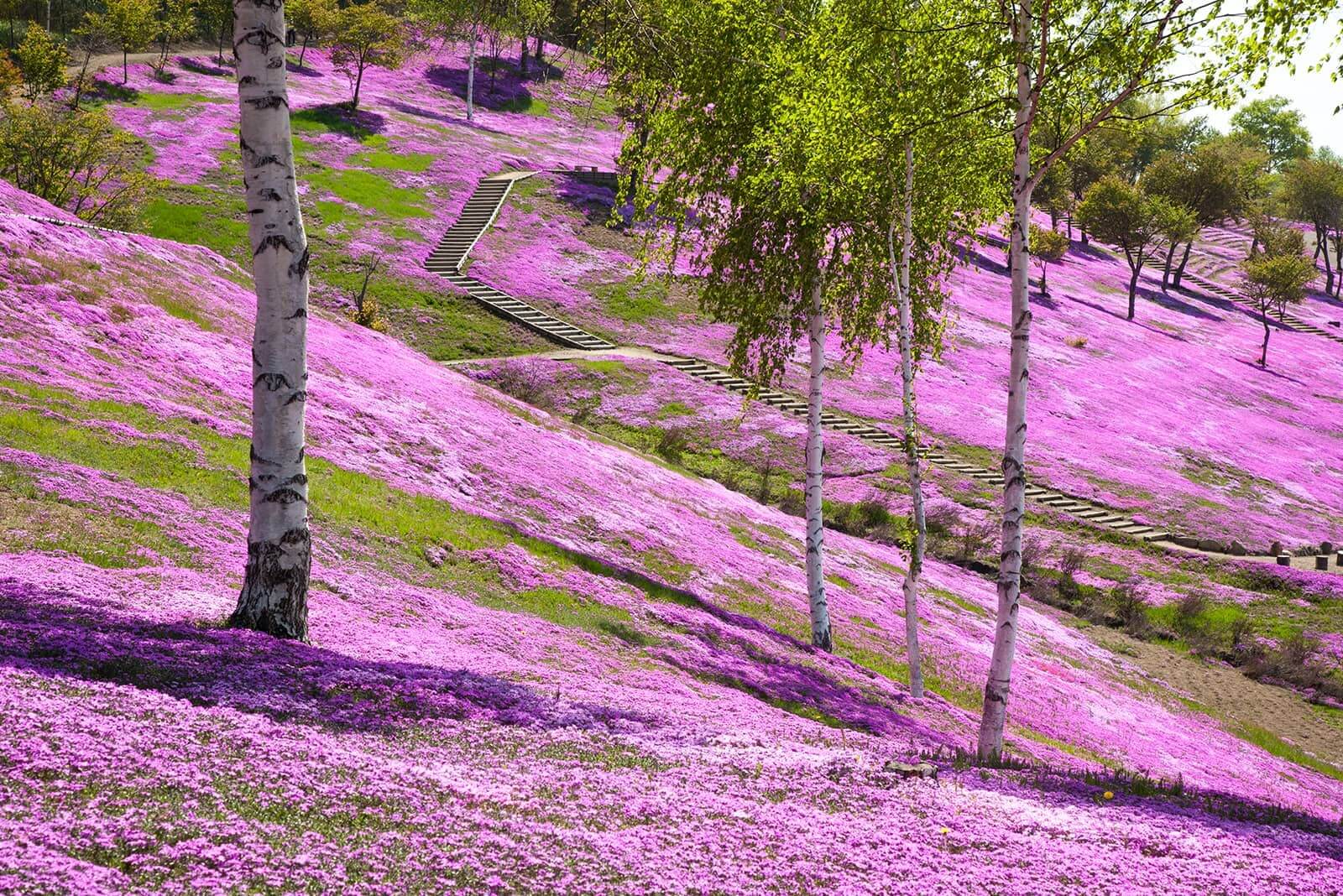(写真) 芝ざくら滝上公園 2