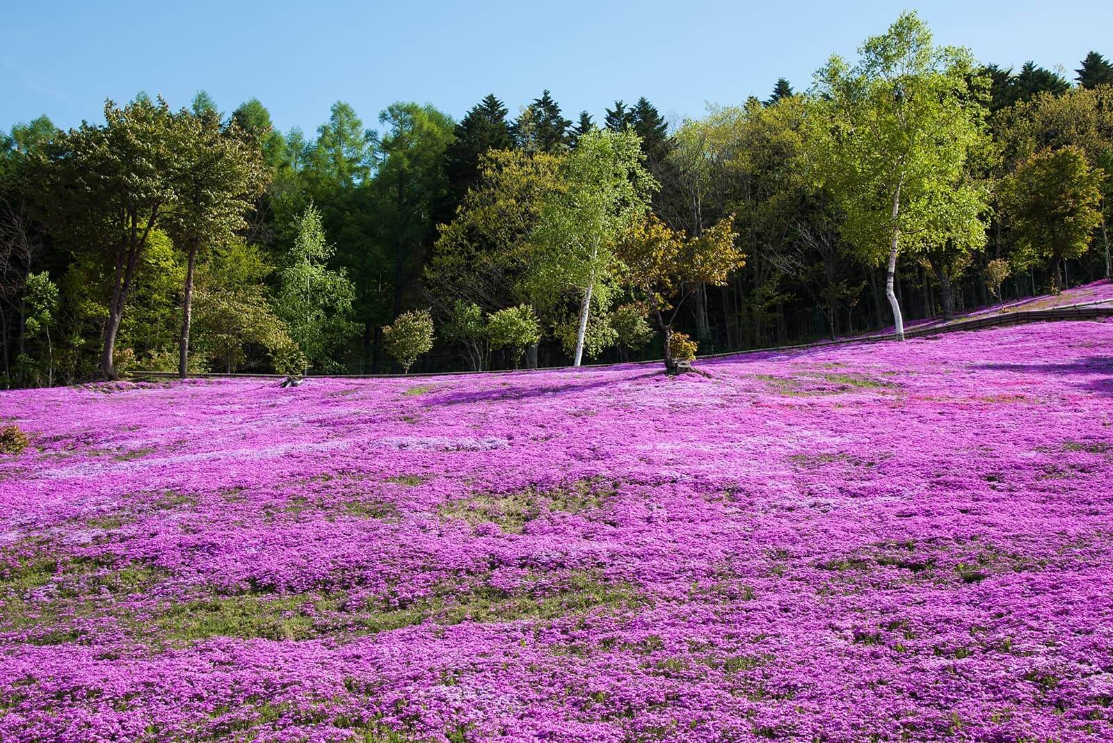 (写真) 芝ざくら滝上公園 3