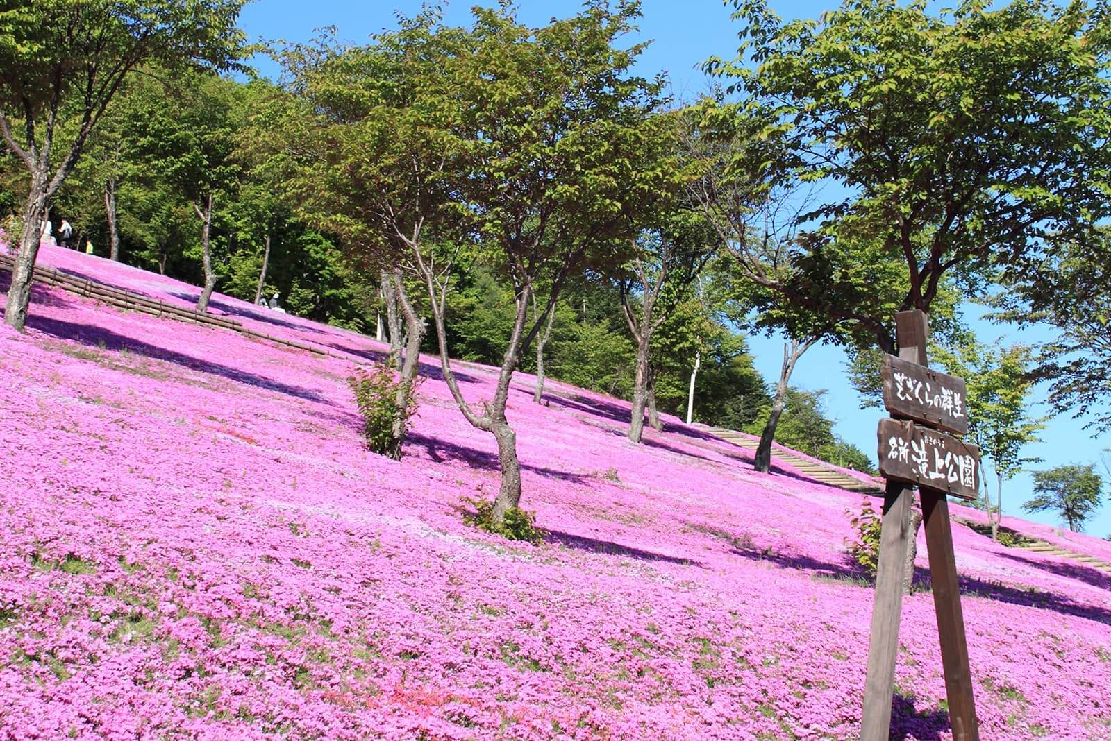 (写真) 芝ざくら滝上公園 4