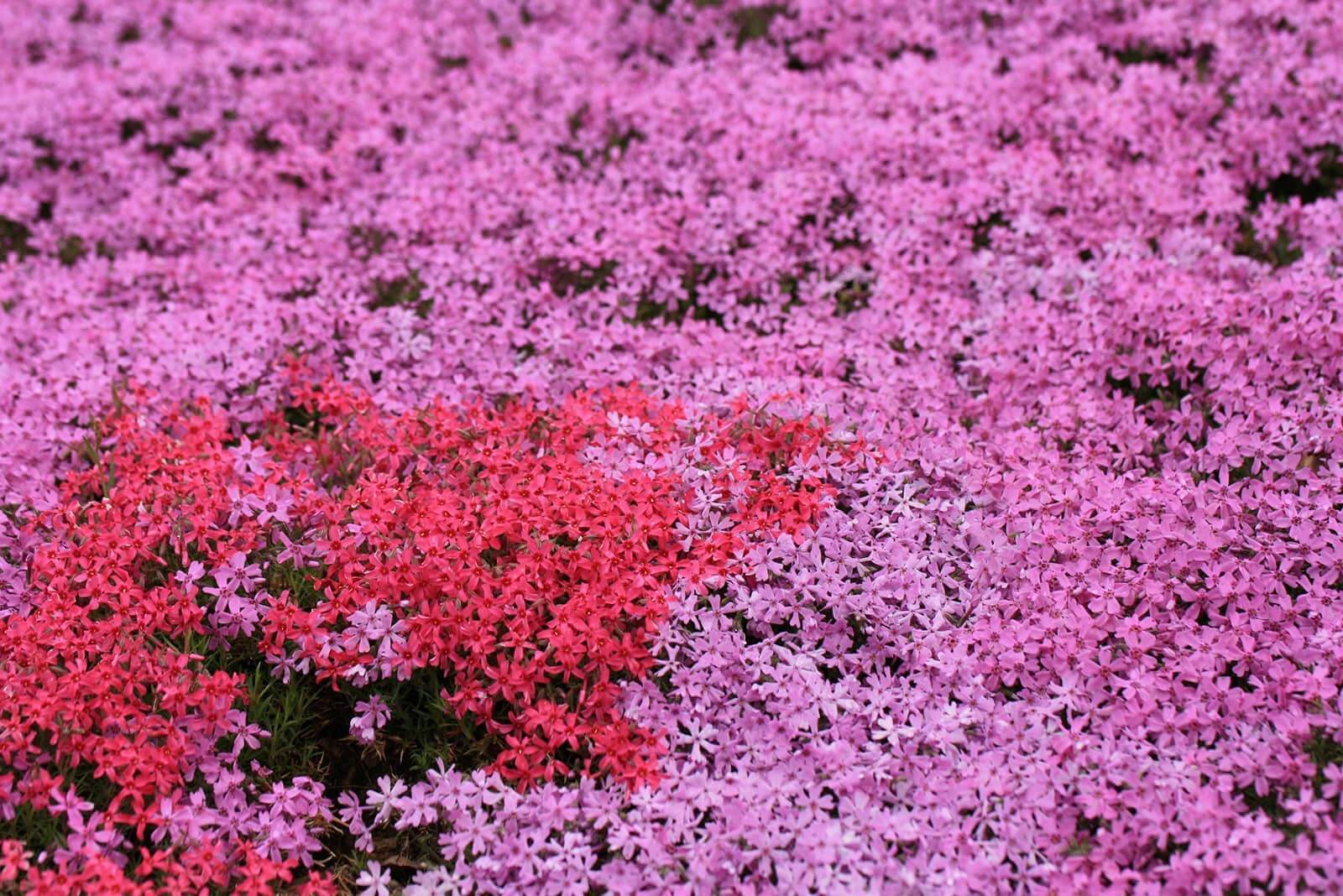 (写真) 芝ざくら滝上公園 5