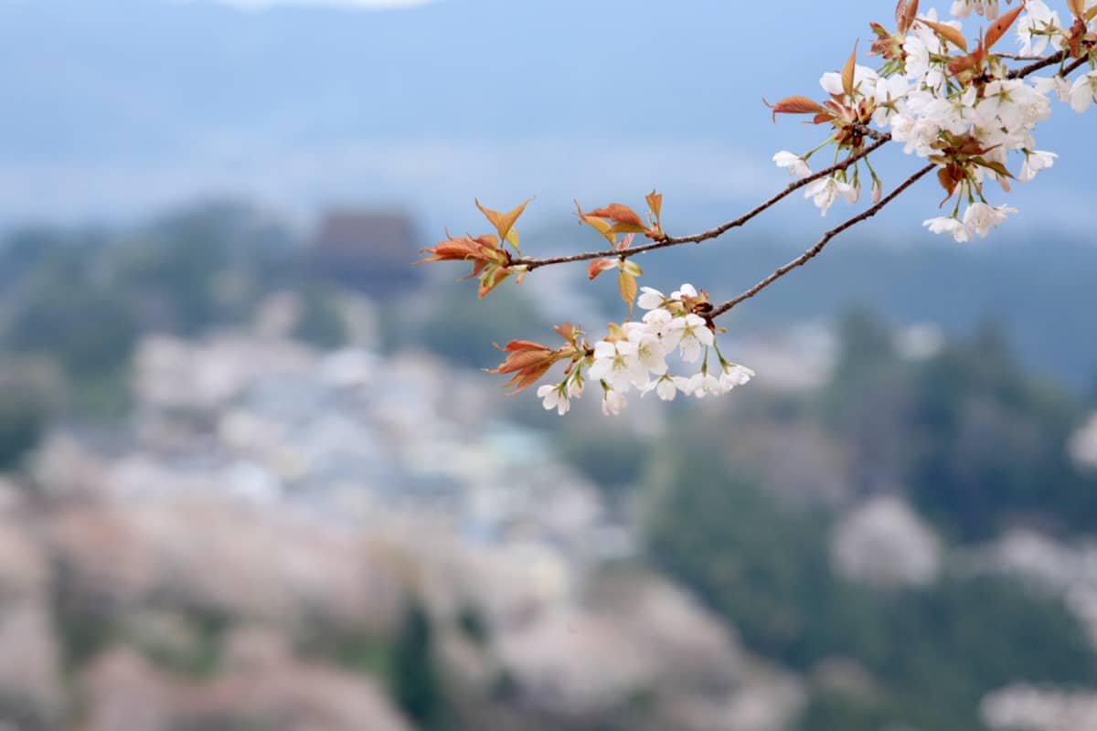 (写真) 花矢倉展望台 6