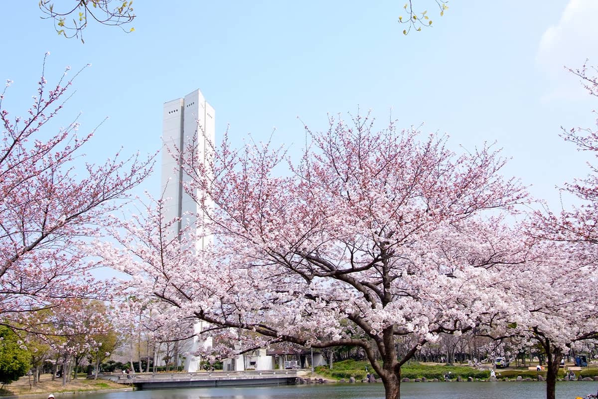 (写真) 仁徳天皇陵古墳・大仙公園 4
