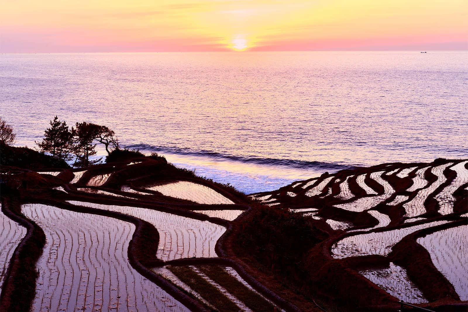 (写真) 白米千枚田 3