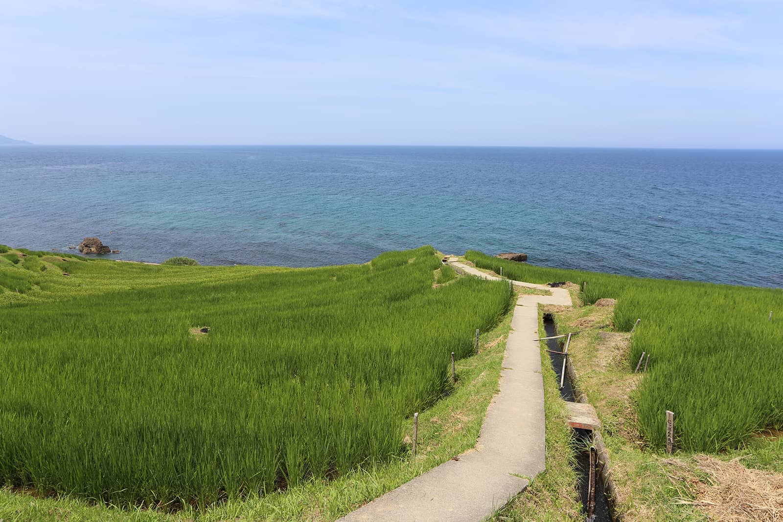 (写真) 白米千枚田 5