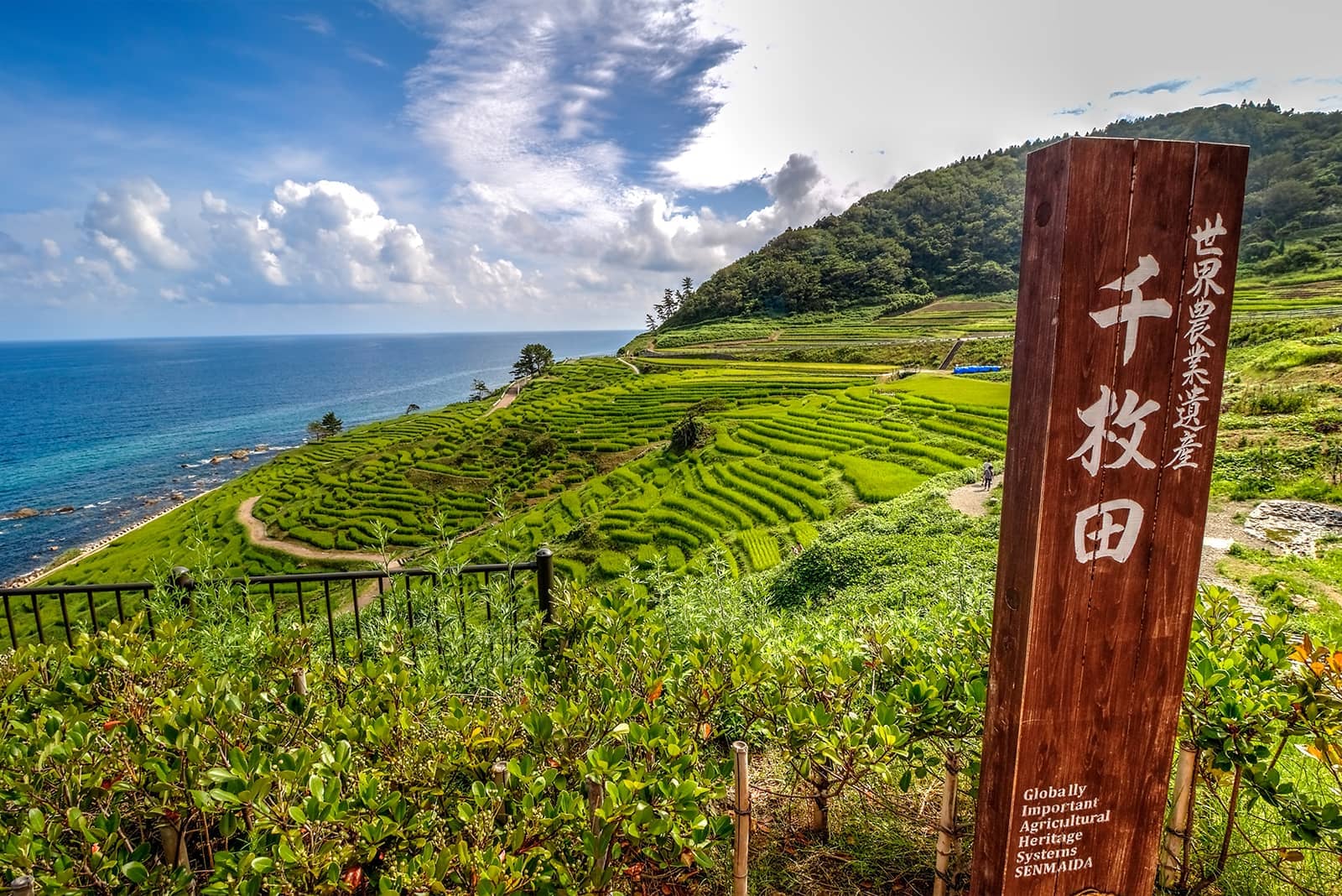 (写真) 白米千枚田 6