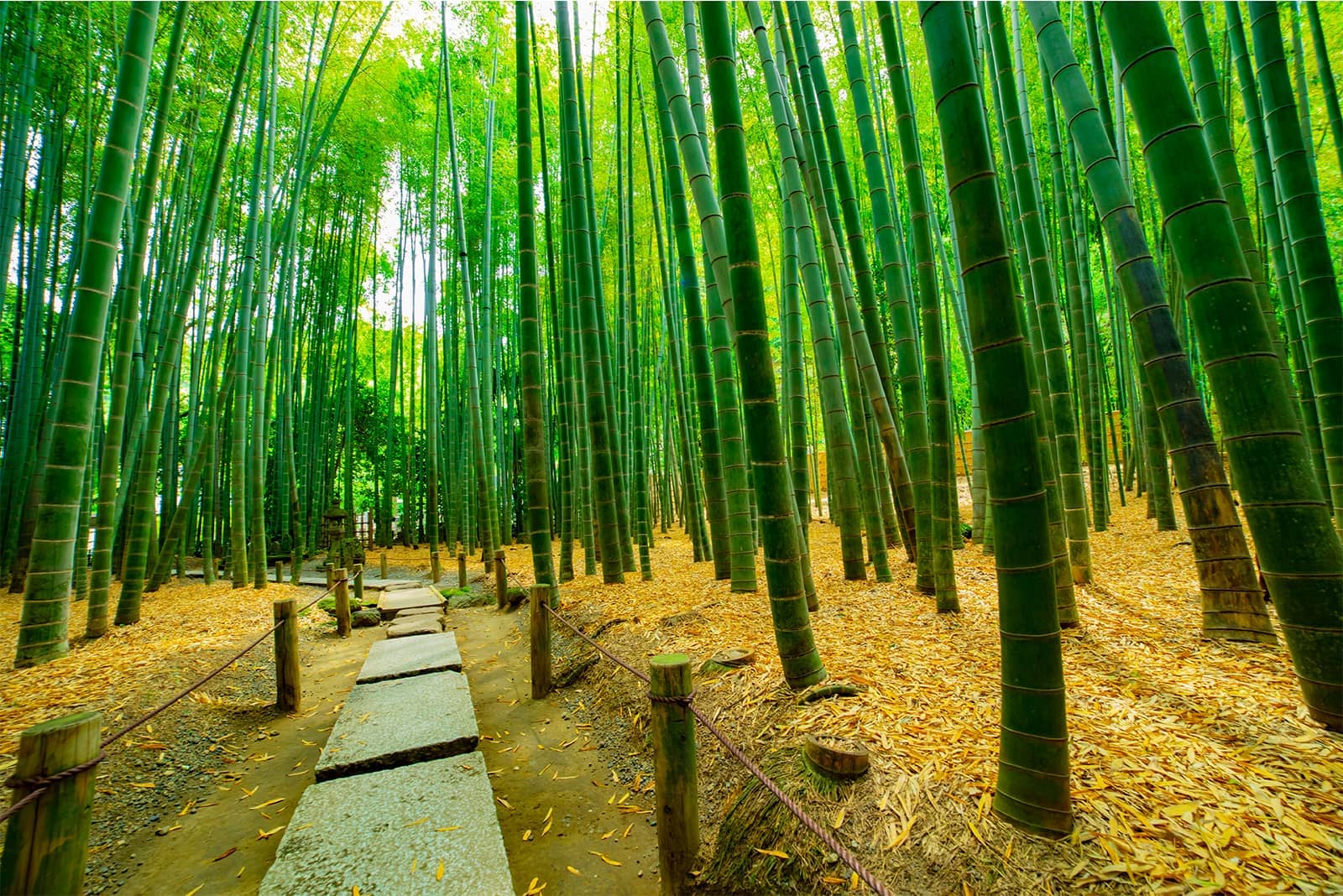 (写真) 鎌倉 4