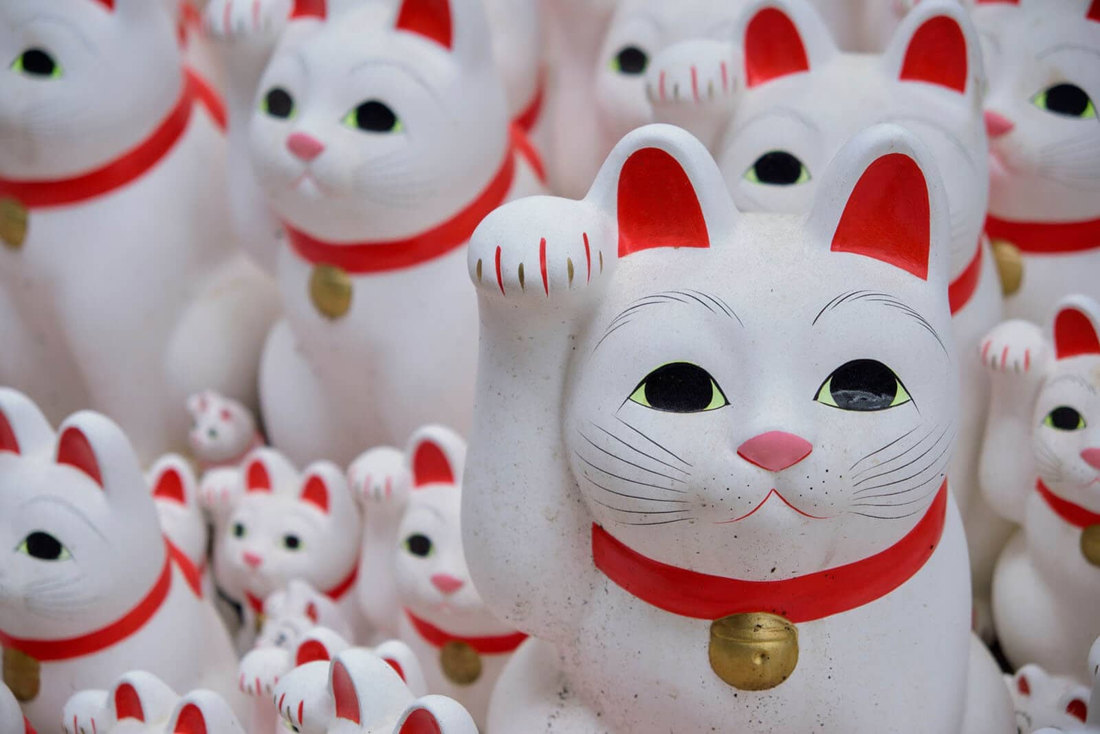 (写真) 豪徳寺 1