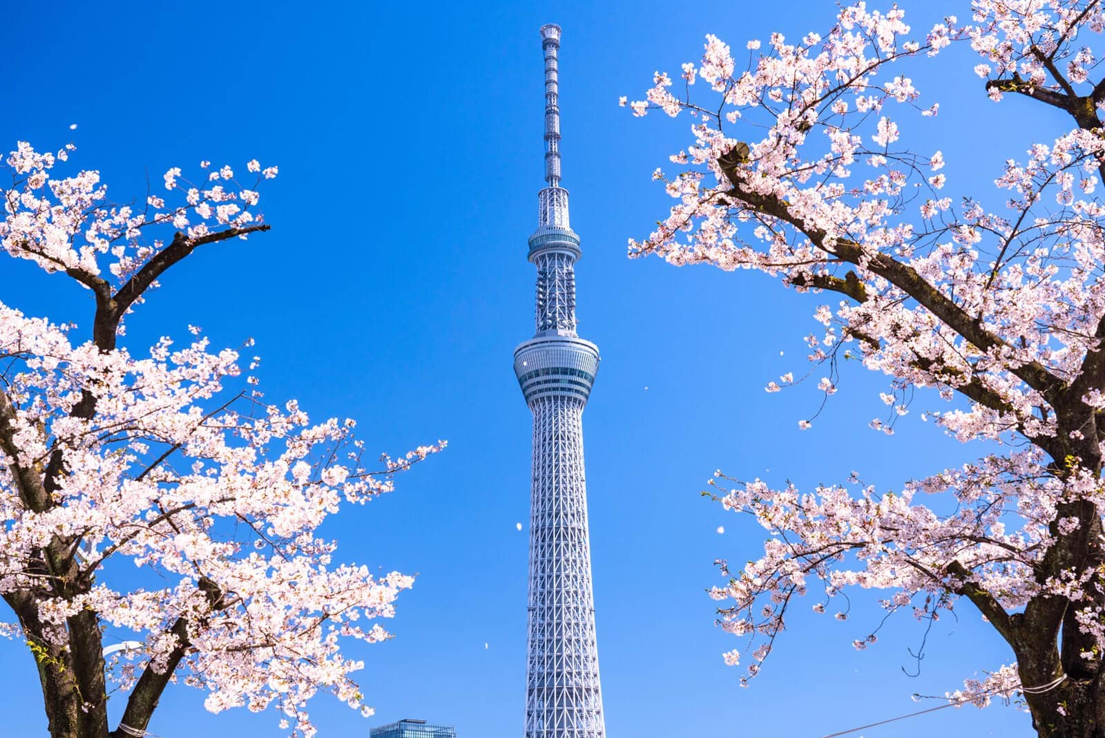 (写真) 東京スカイツリー 2