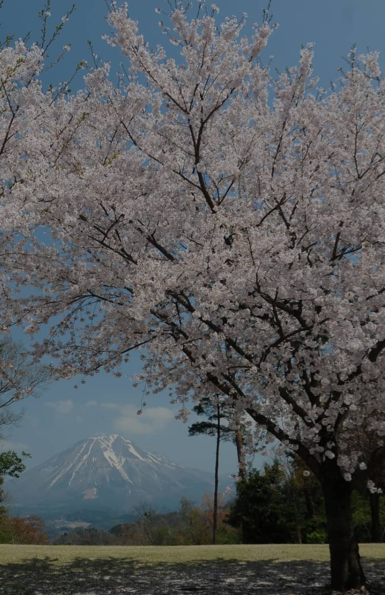 Cherry blossoms with Mount Daisen