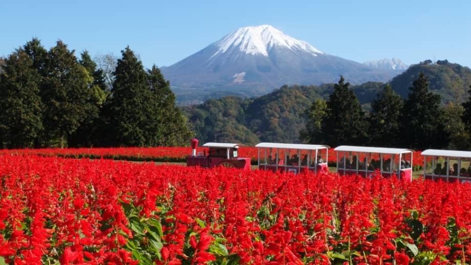 Red flowers with Mount Daisen