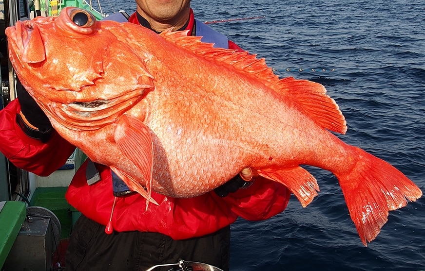 ベニアコウ