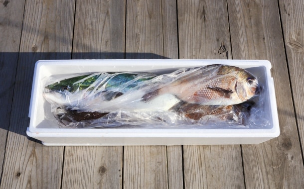 釣った魚